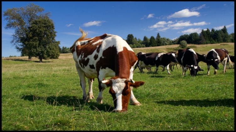 В Украине могут запретить забивать скот на частных подворьях, фото: supersadovnik.net