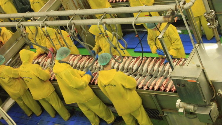 Сезонные работники пытаются устроиться на рыбообрабатывающие предприятия Норвегии, фото: evroportal.ru