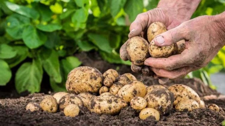 В Украине начал рекордно дорожать картофель, фото: ogorodnik.net