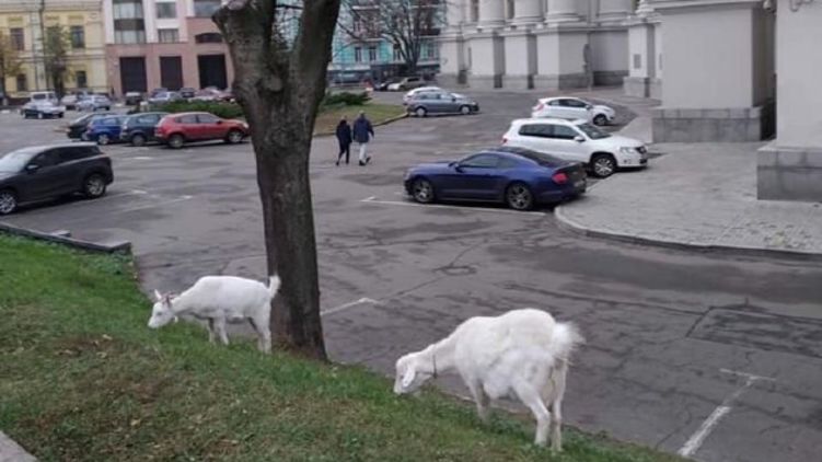 Две белых козы под МИДом, фото: segodnya.ua 
