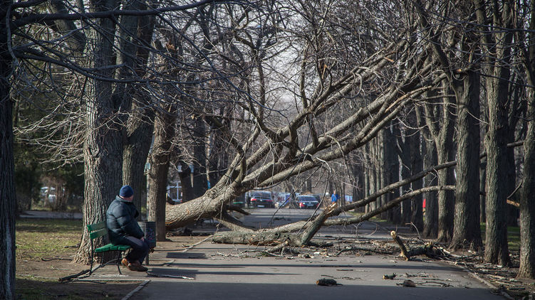 Только в Одессе шторм повалил 400 деревьев. Фото: dumskaya.net