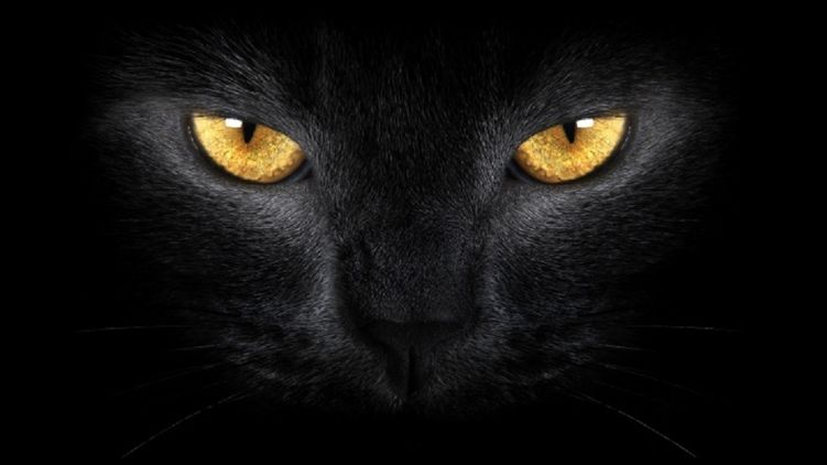 Черный кот - один из главных символов пятницы 13-го числа