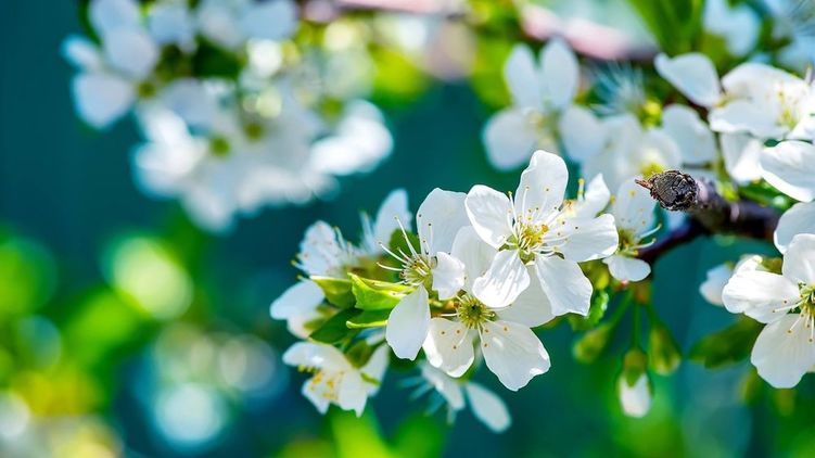 Весення природа. Деревья расцветают