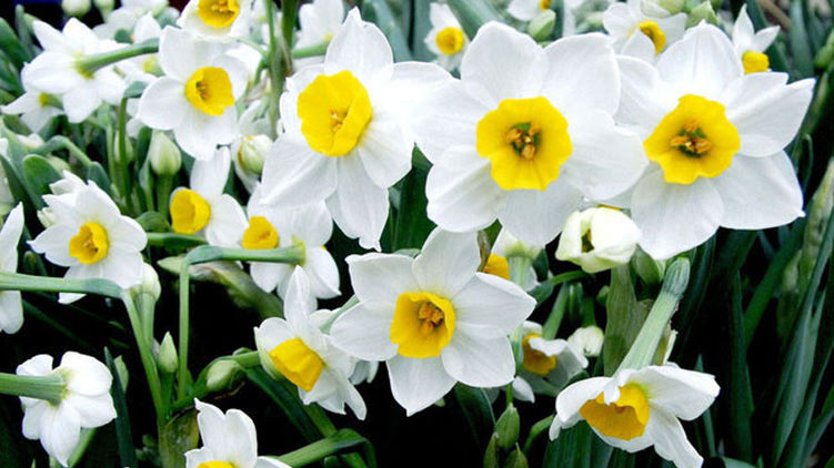 Гороскоп на 15 апреля 2020 года