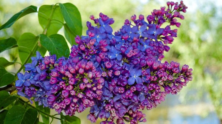 Сирень. Фото: Pixabay