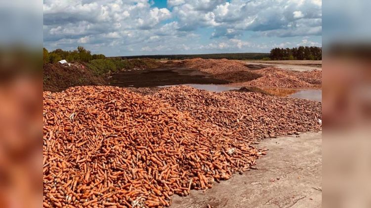 Фермер из Киевской области выбросил прямо на дорогу несколько тонн морковки