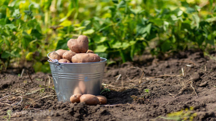 Картофель на огороде. Фото: Кадастр