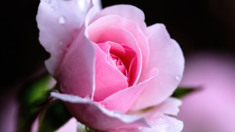 Розовая роза - обожаемый красивый цветок
