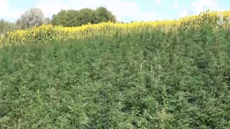 Видео плантация марихуаны гидропонные методы выращивания конопли