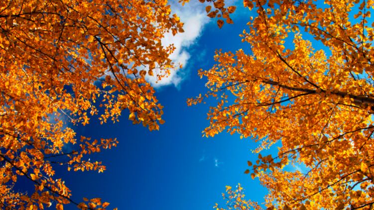 Красивое синее небо золотой осенью 2020