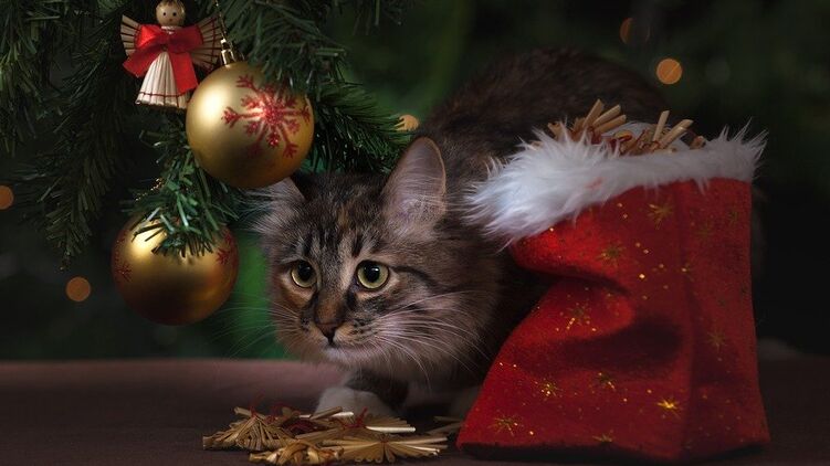 Кот под новогодней елкой. Фото с сайта pixabay.com