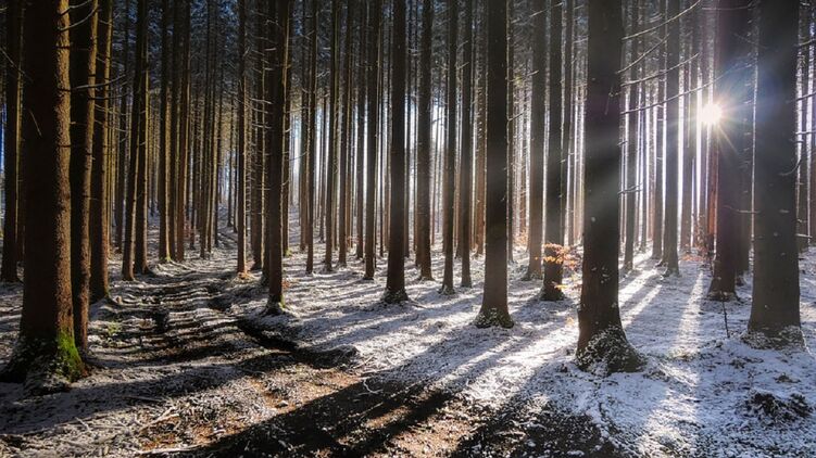 8 января - идеальное время для прогулок в сосновом бору. Фото: pixabay