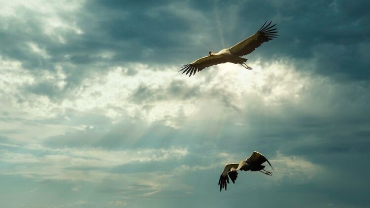 Символ 6 лунного дня - журавль. Фото: pixabay