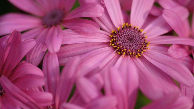 Главные праздники 8 марта. Фото: GoodFon