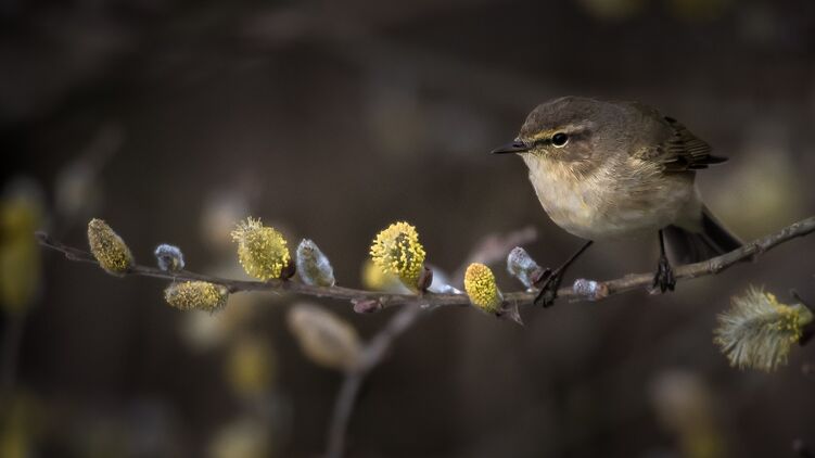Вербное воскресенье отмечают 25 апреля. Фото: GoodFon