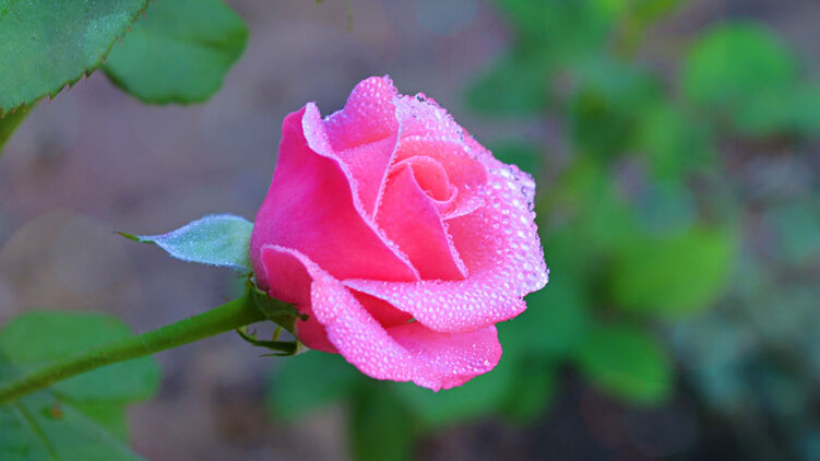 День работников торговли 25 июля. Фото: GoodFon