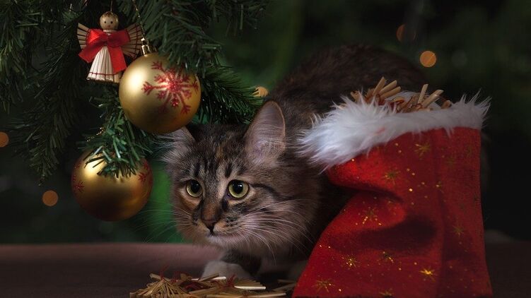 Кот под новогодней елкой. Фото с сайта pixabay.com