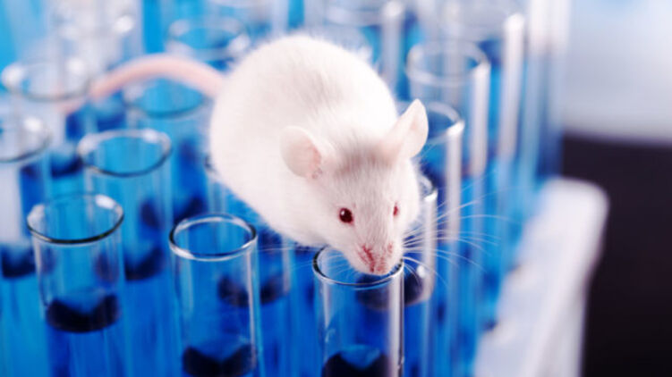 Разработка вакцины находится на уровне лабораторных исследований на мышах