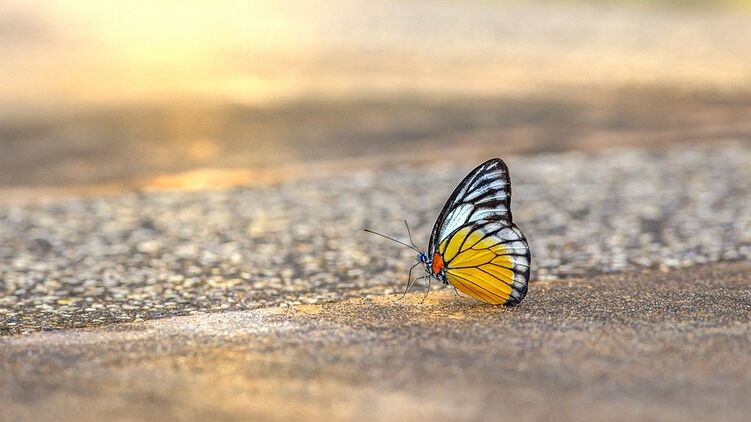 Бабочка. Фото с сайта pixabay.com