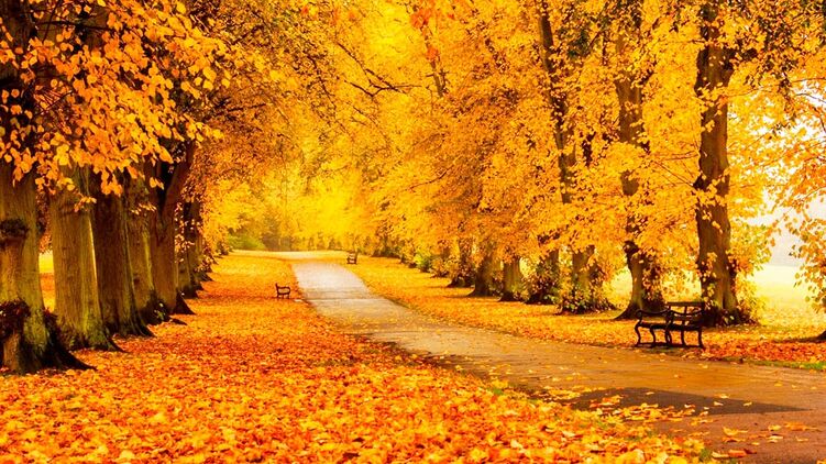 Наступила осень 2024 года