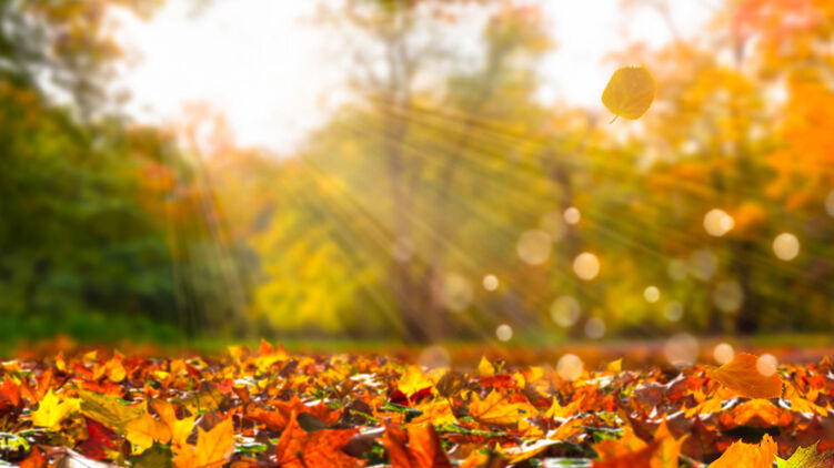 Наступила осень 2024 года