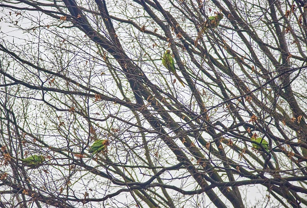 В Черновцах на деревьях поселились попугаи