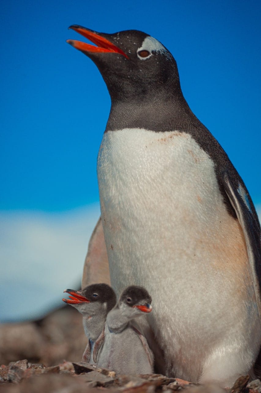 маленькие пингвинята на станции "Вернадского"