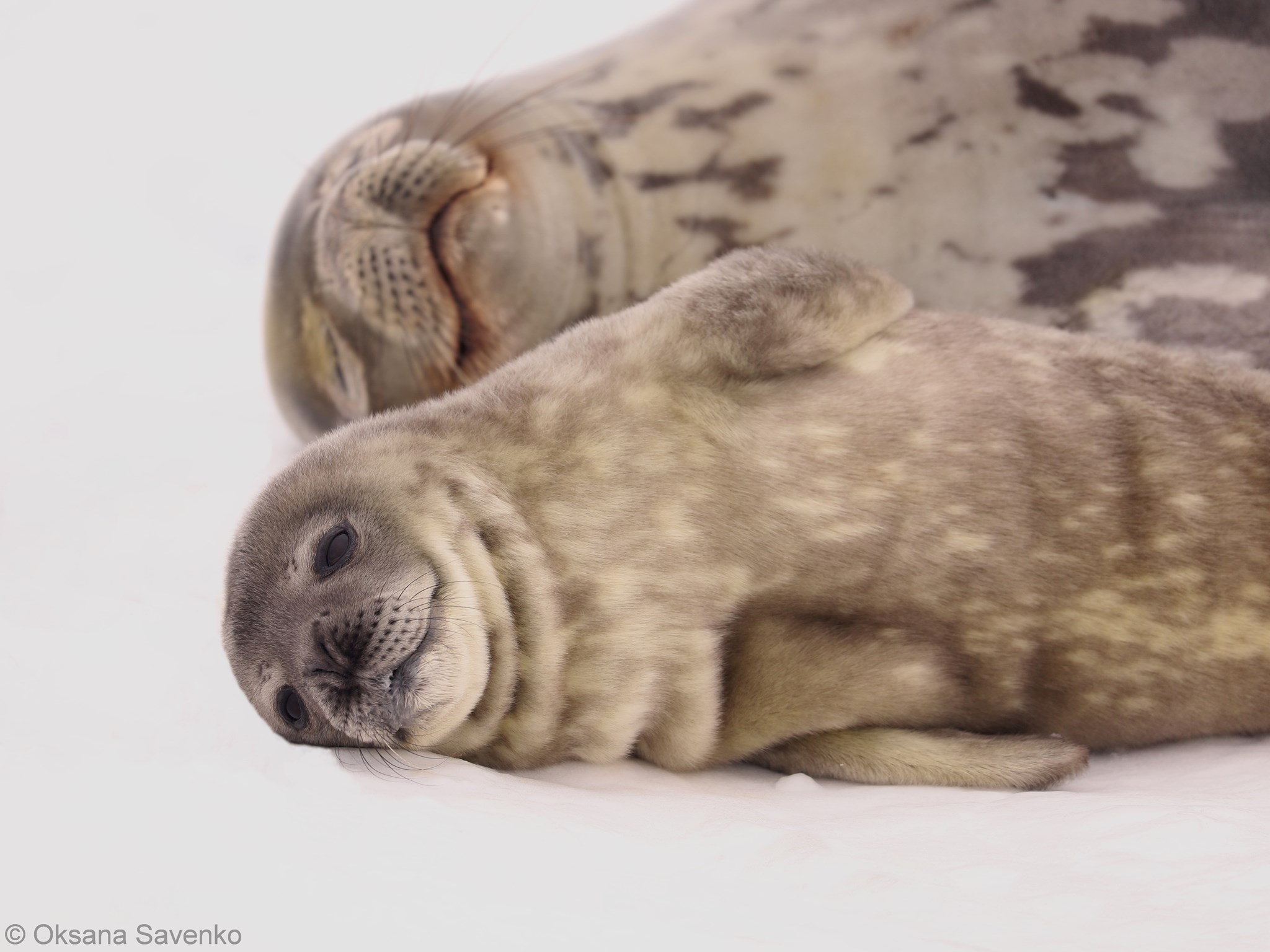 На Аргентинских островах родились тюленята. Скриншот из фейсбука Национального антарктического центра