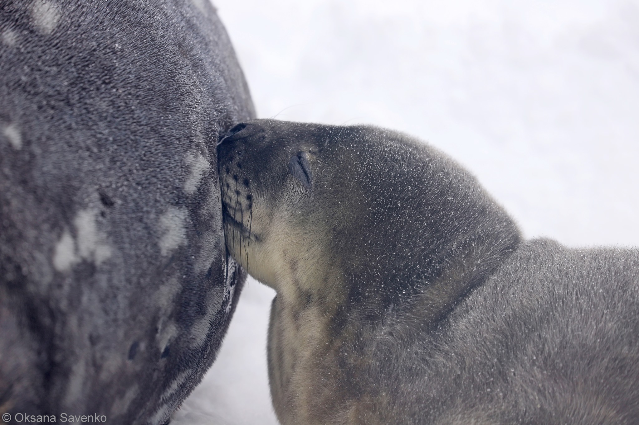 На Аргентинских островах родились тюленята. Скриншот из фейсбука Национального антарктического центра