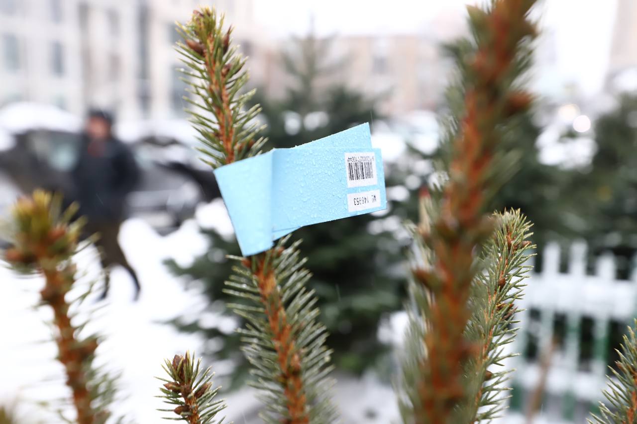продажа елок в Киеве