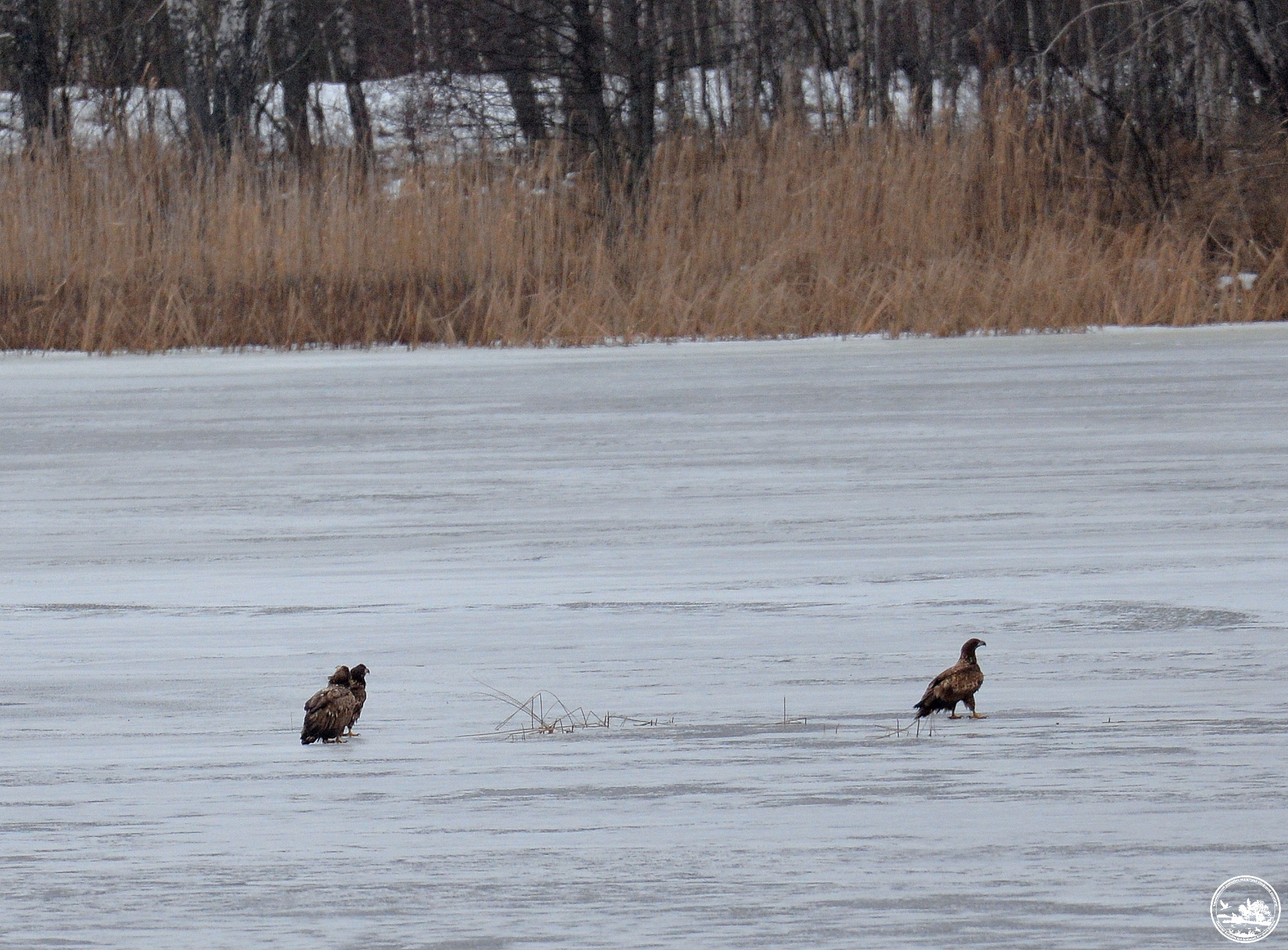 Орлани на льоду річки