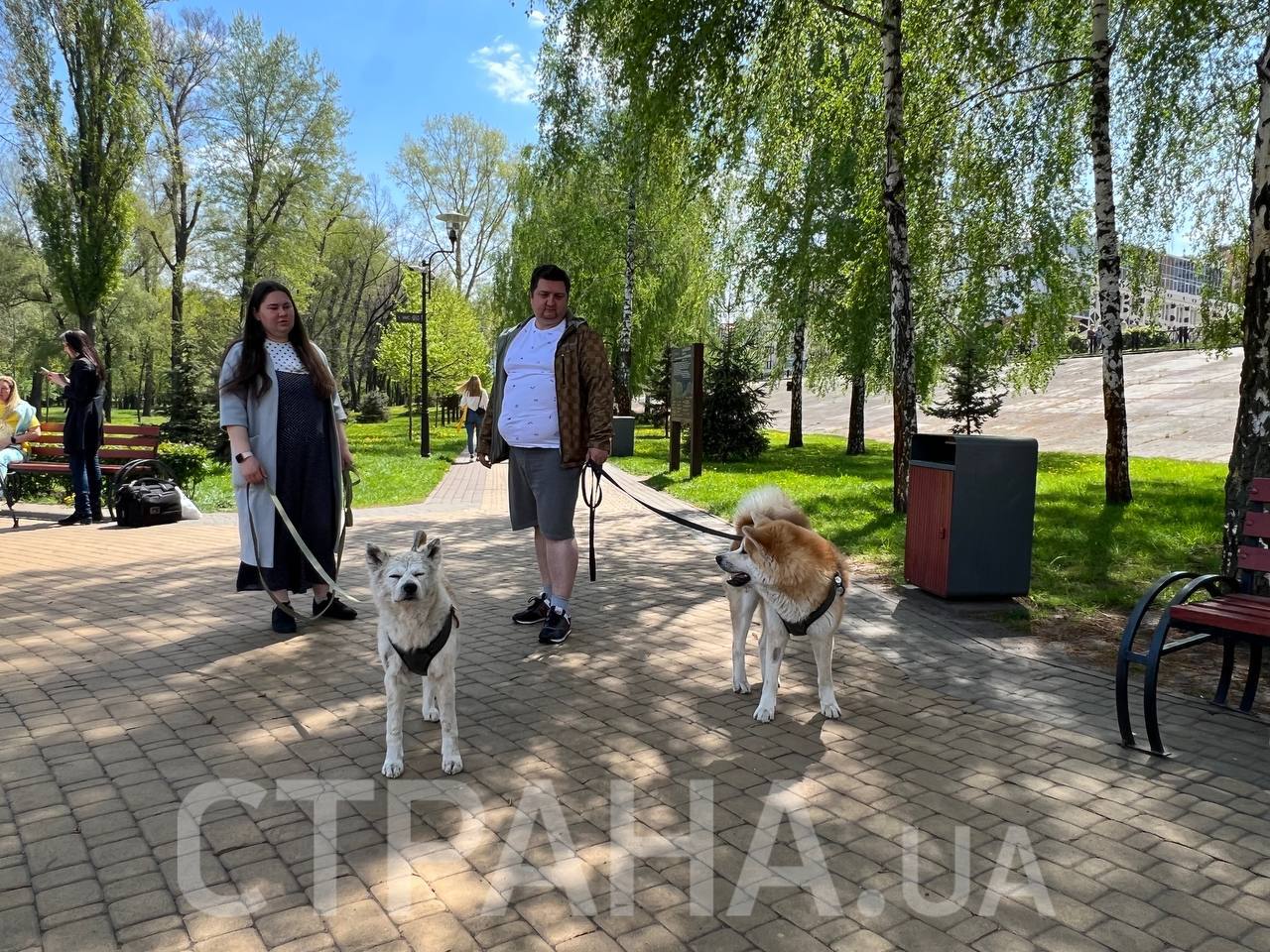 Хатико из Макарова, история собаки
