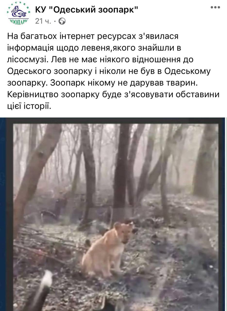 В Одесском зоопарке отреагировали на льва в лесу Молдовы