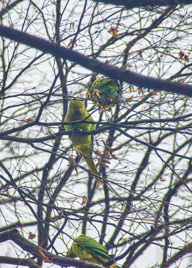 В Черновцах на деревьях поселились попугаи