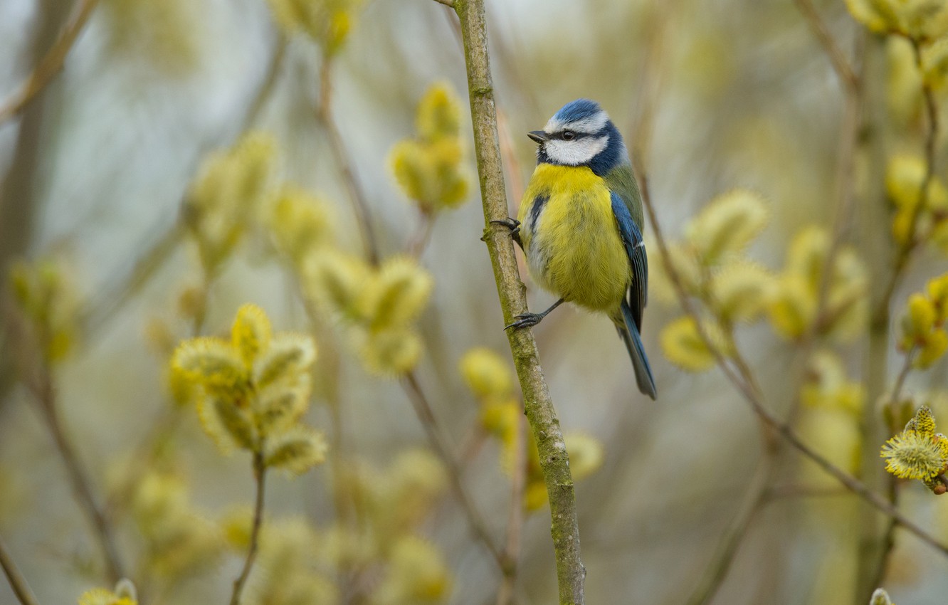 Вербная неделя