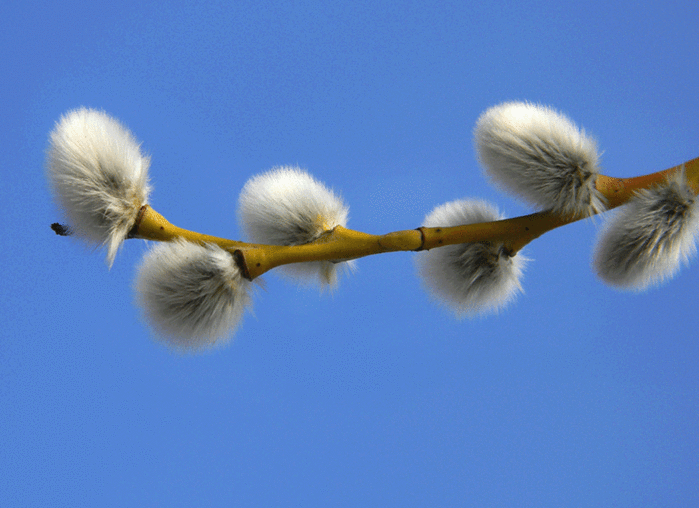 Вербное воскресенье 2021