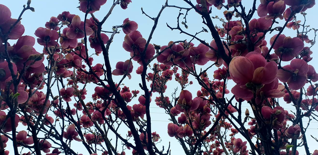 магнолии цветут в Мукачево