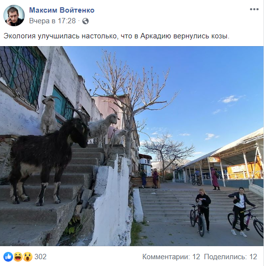 козы в Одессе, фото Максима Войтенко
