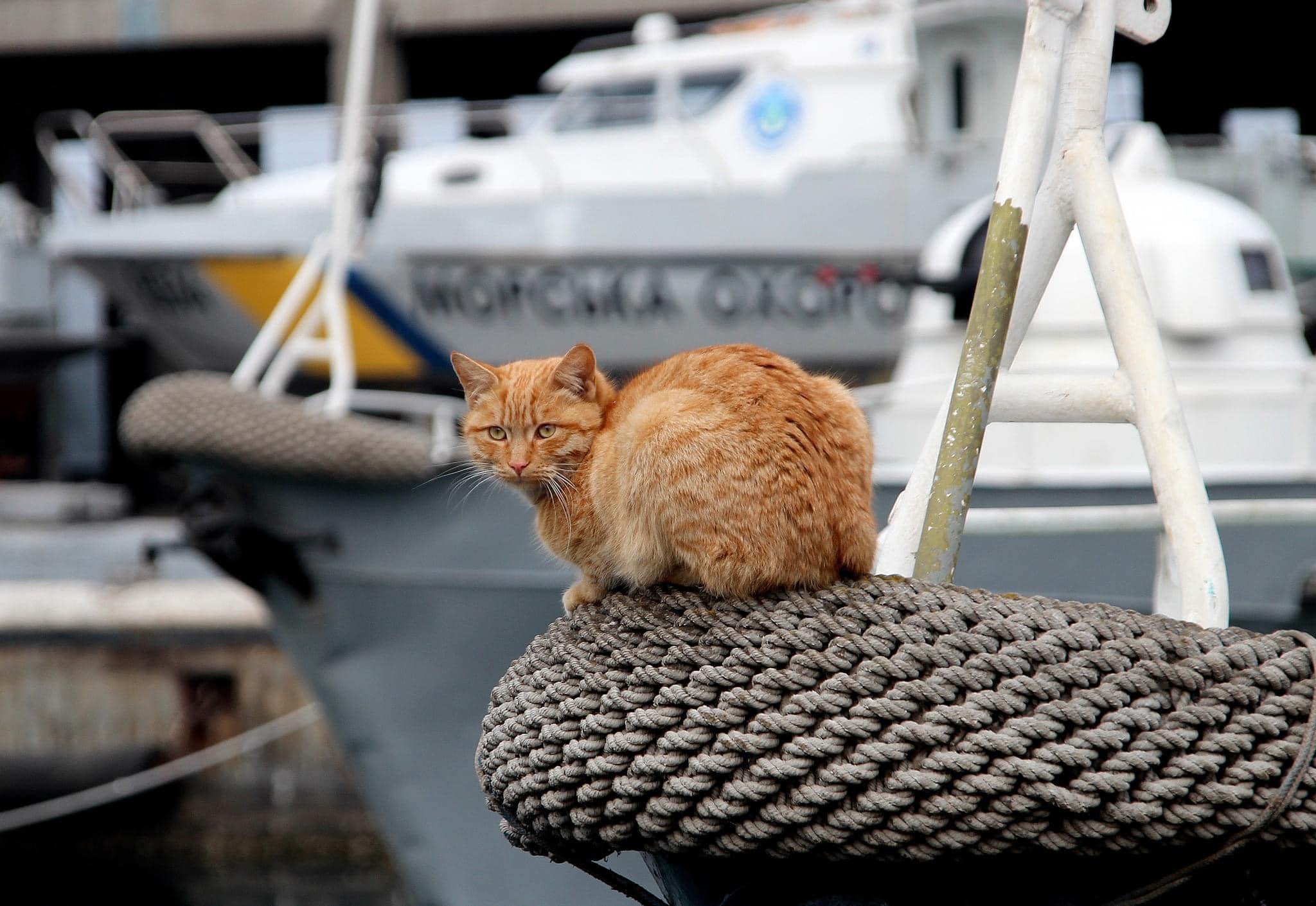 коты пограничников морской охраны