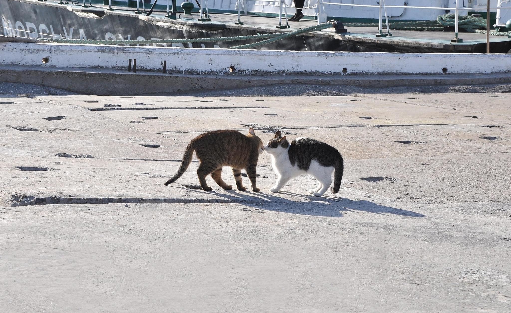 коты пограничников морской охраны