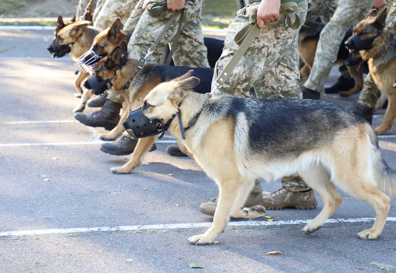 Кинологи с собаками уже тренируются для участия в параде к 30-летию Независимости Украины