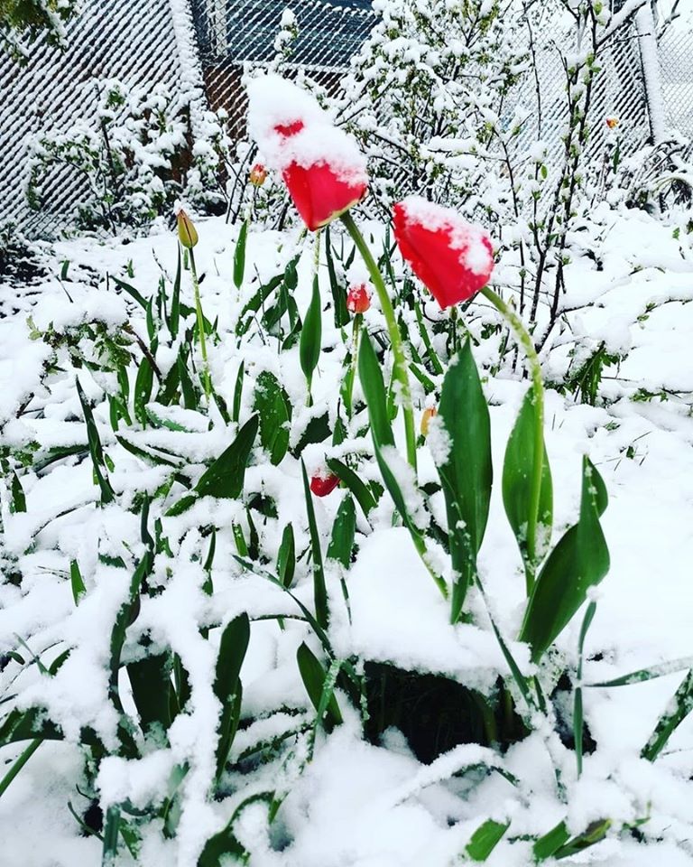 тюльпаны под снегом