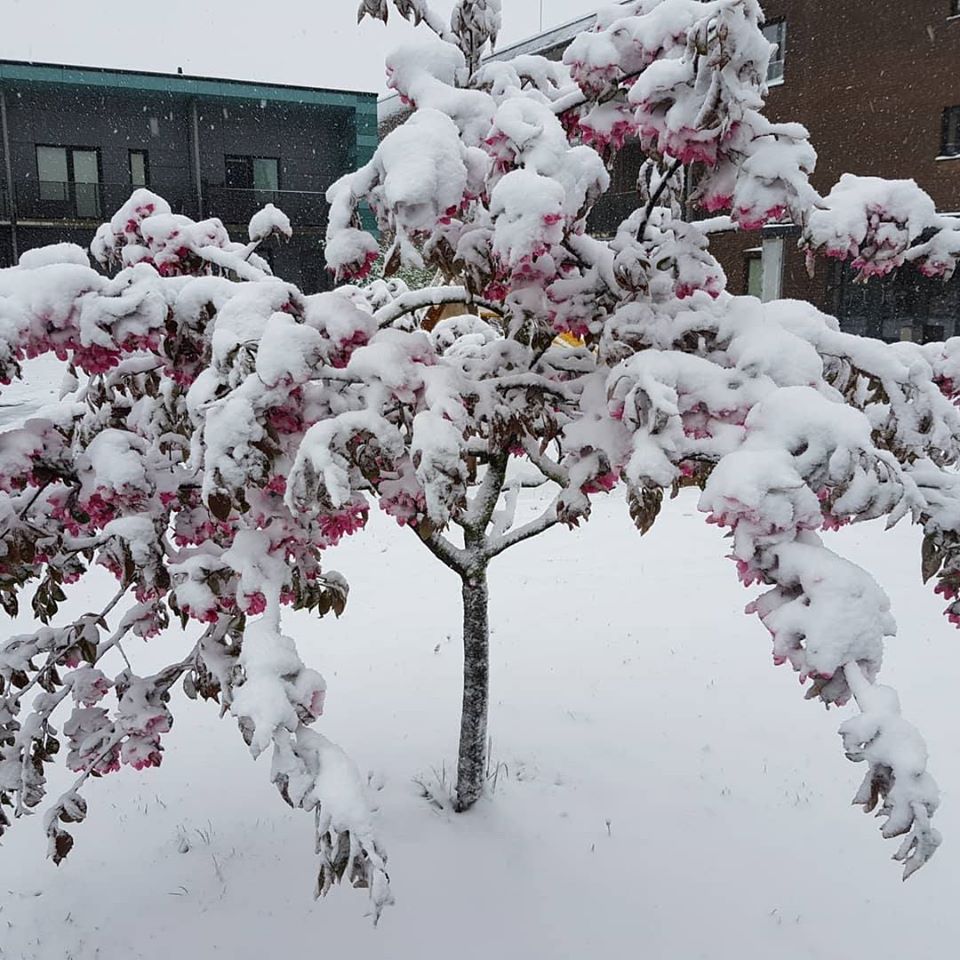 цветущее дерево накрыло снегом