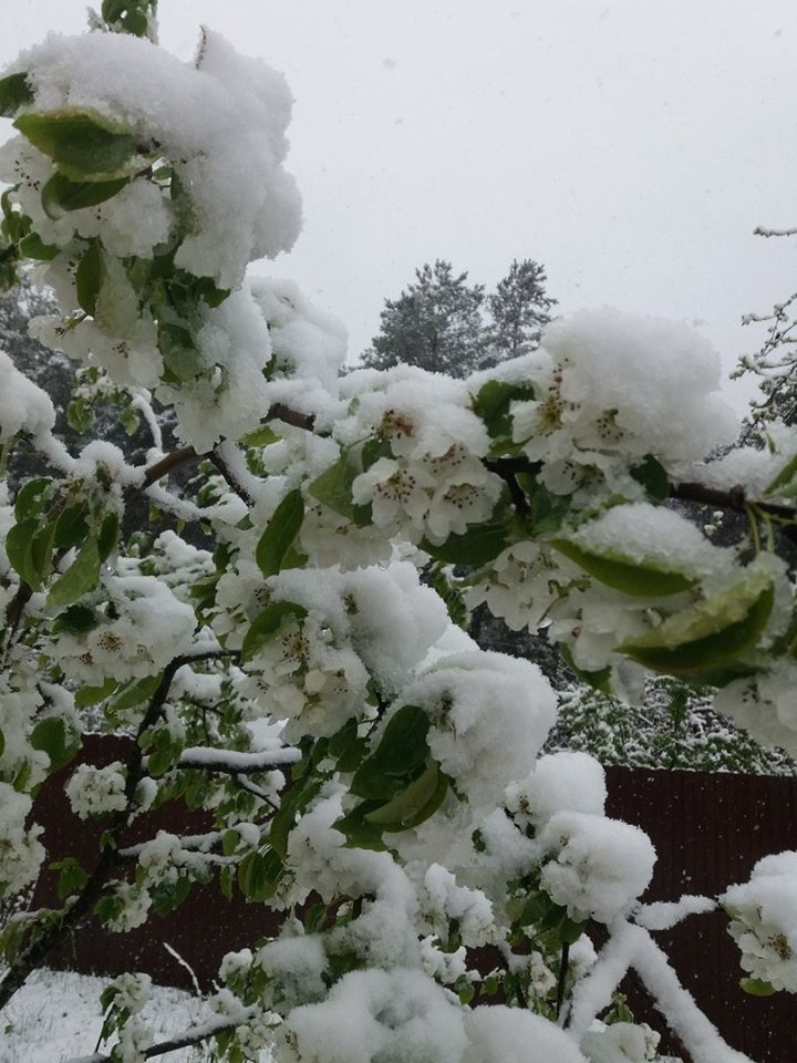 цветущее дерево под снегом