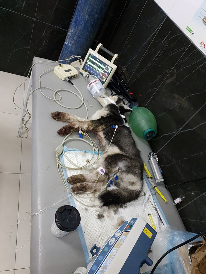 щенок хаски в ветеринарной клинике