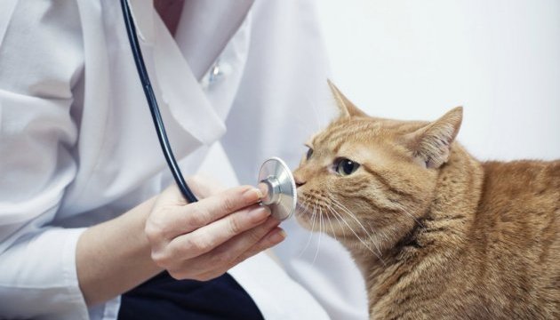 коронавирус у кошек