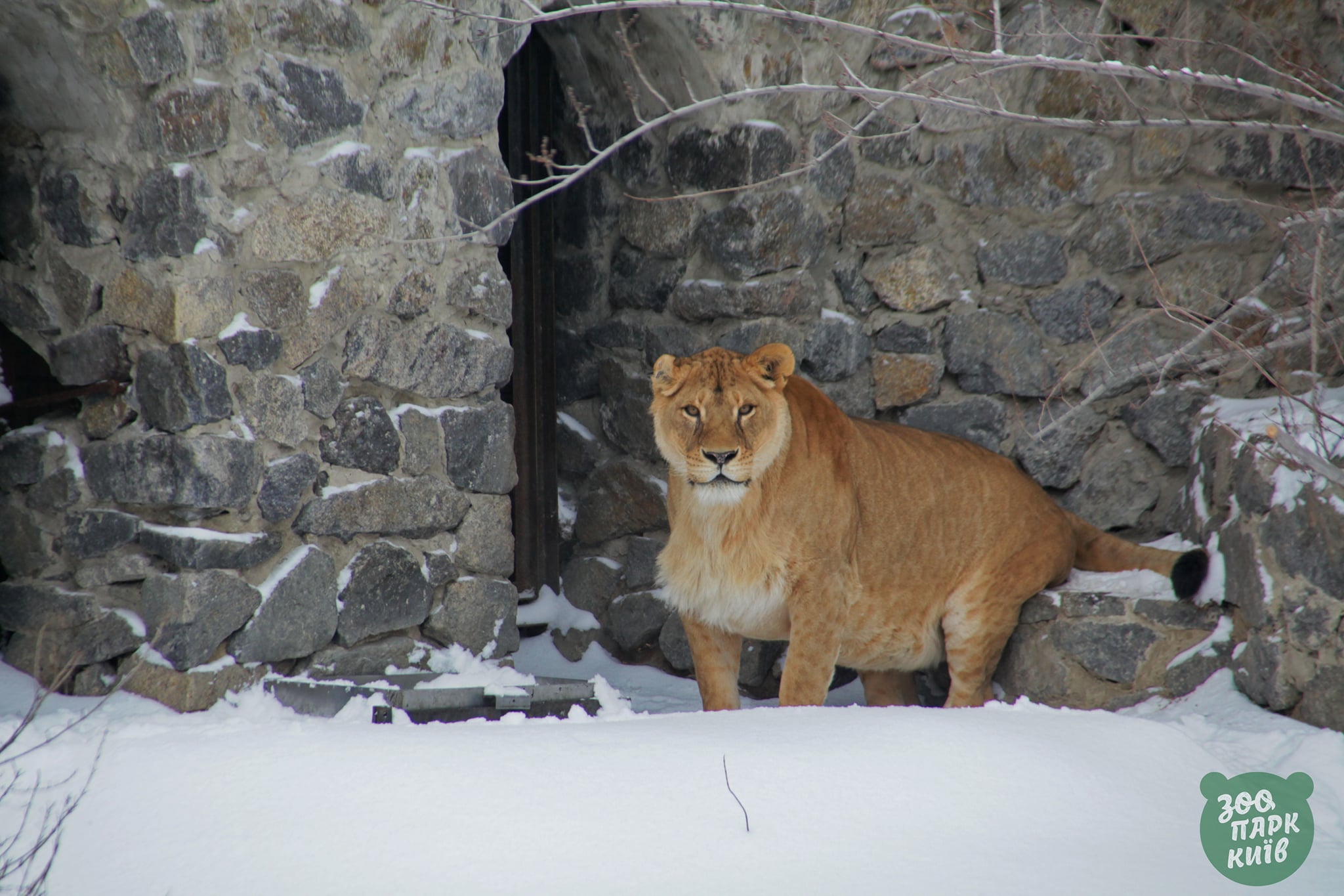 Львица в Киевском зоопарке