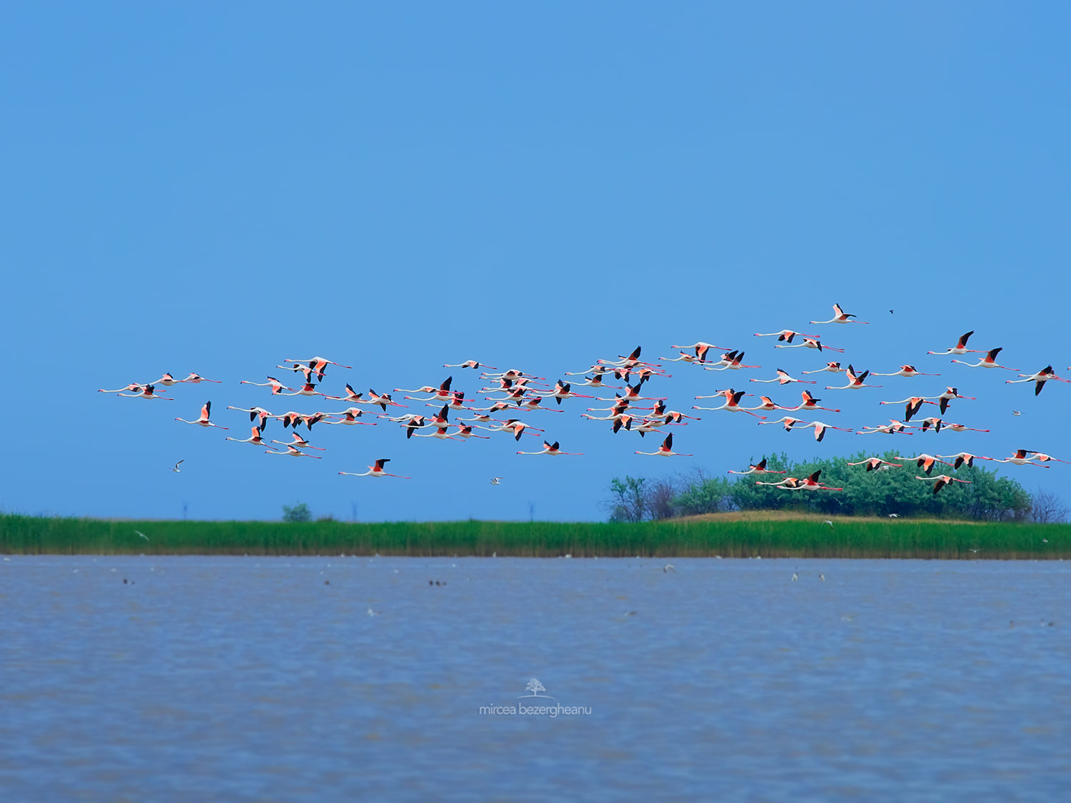 Фламинго над Дунаем