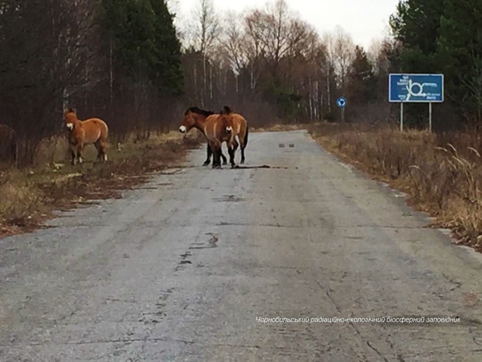 Лошади Пржевальского переходят дорогу