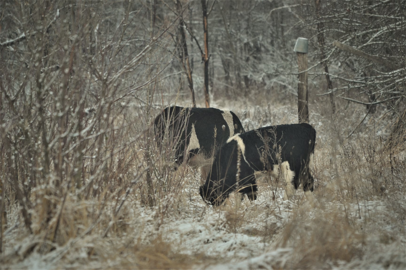 Коровы в зимнем лесу